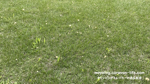芝生にキノコが生えてきました もやしさん家のもやもやな生活