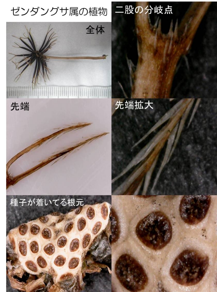 春のうららのおぞましさ Micro Chaser