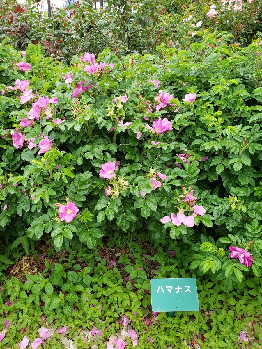 ハマナスとは 動植物の人気 最新記事を集めました はてな