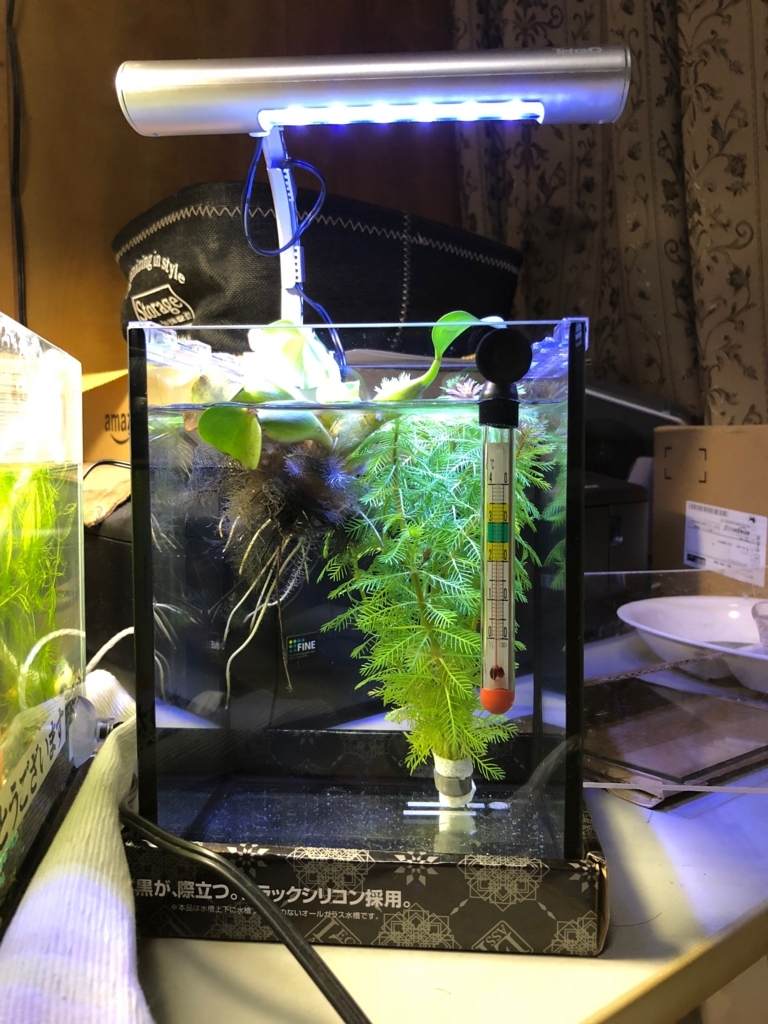 観賞用led照明は やはり必要だと思った メダカの飼い方 初めてメダカを飼う筆者の備忘録 観賞用led照明は やはり必要だと思った メダカの飼い方 初めてメダカを飼う筆者の備忘録