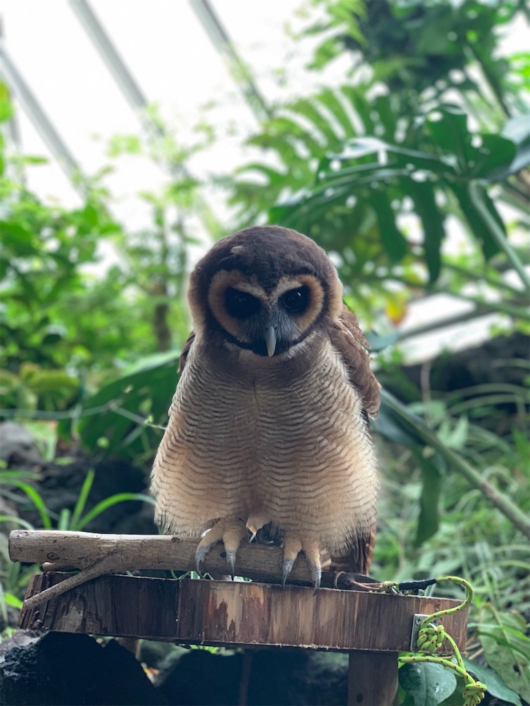f:id:mozukuzu69:20190715170942j:image f:id:mozukuzu69:20190715170942j:image