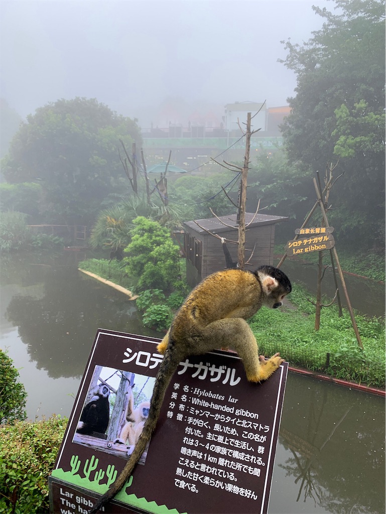 f:id:mozukuzu69:20190715170947j:image f:id:mozukuzu69:20190715170947j:image