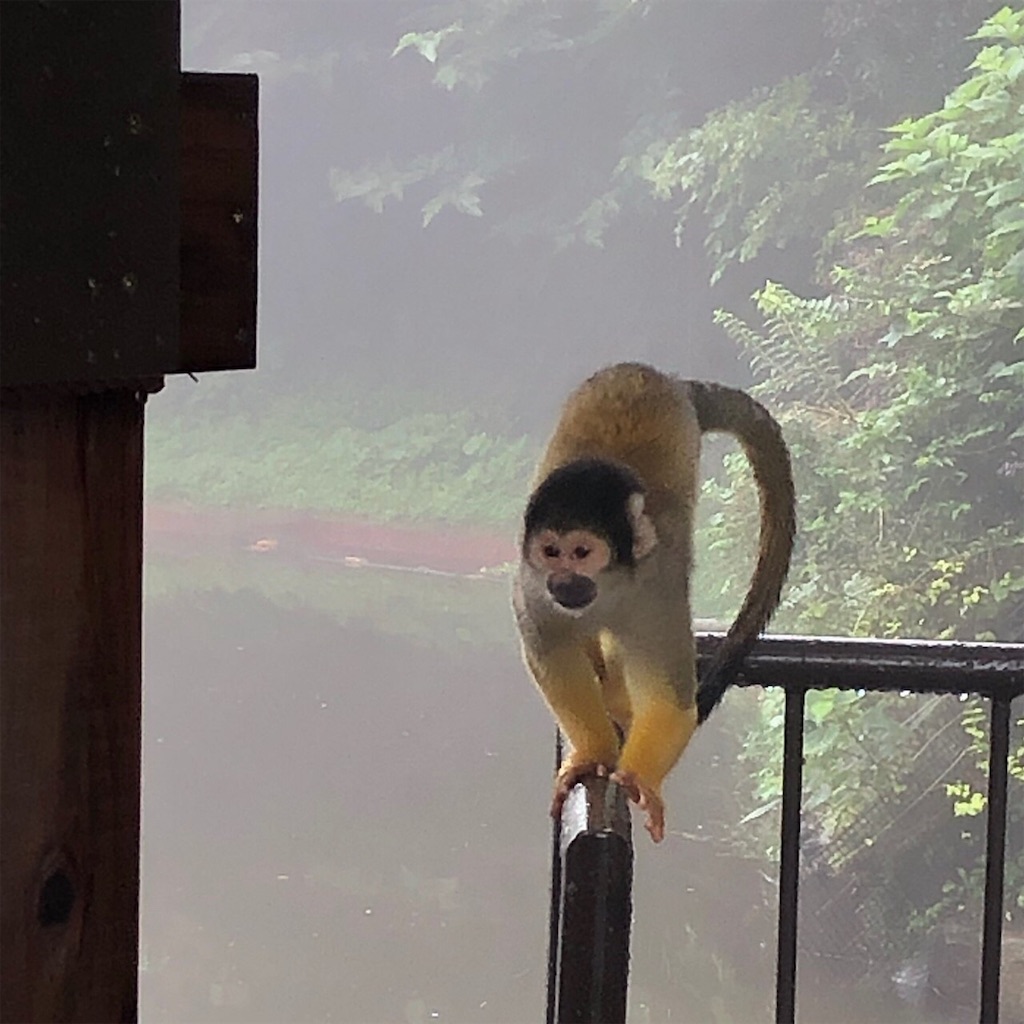f:id:mozukuzu69:20190715170949j:image f:id:mozukuzu69:20190715170949j:image