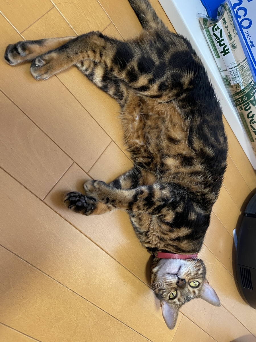 f:id:mp87:20201020233311j:plain