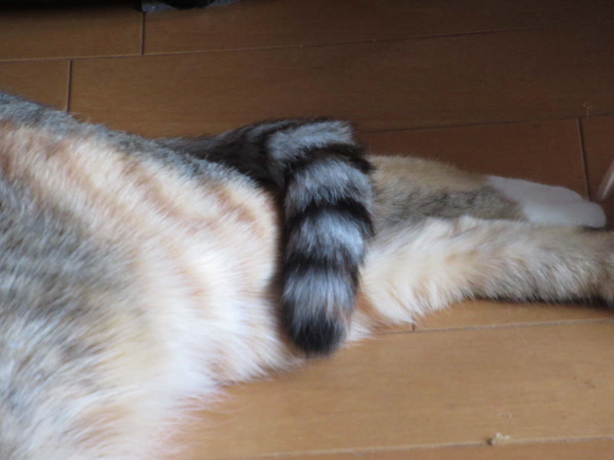 f:id:mp87:20201108010559j:plain