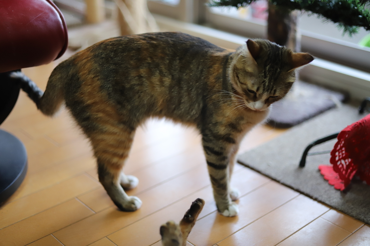 f:id:mp87:20201211233152j:plain
