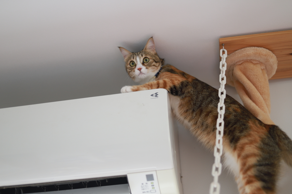 f:id:mp87:20201214234533j:plain