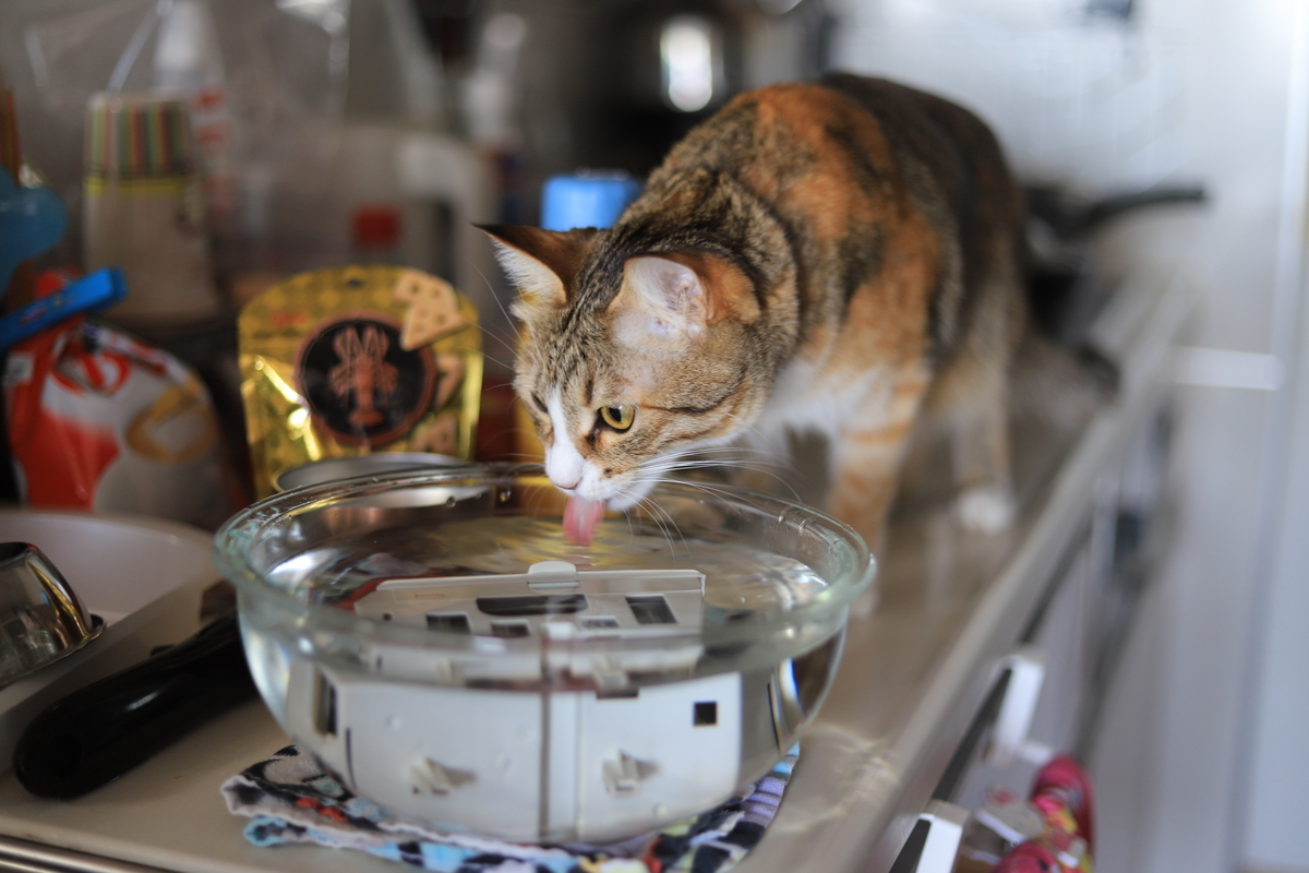 f:id:mp87:20201219005440j:plain