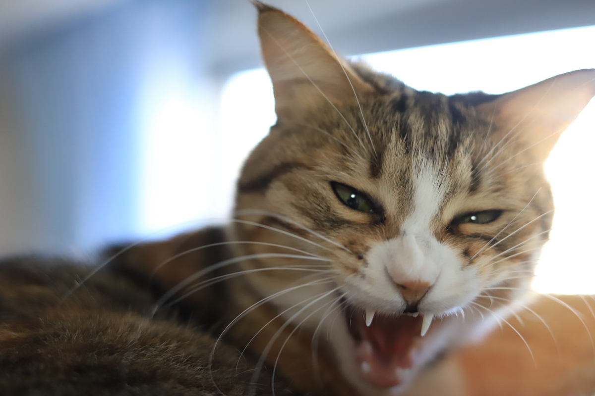 f:id:mp87:20201219020036j:plain