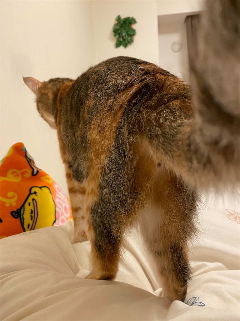 f:id:mp87:20201221194825j:image