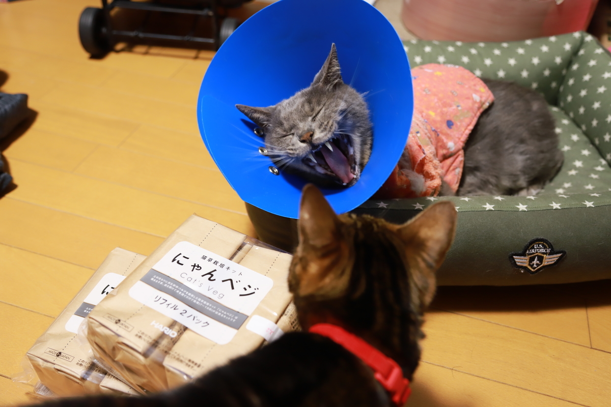 f:id:mp87:20210109024408j:plain