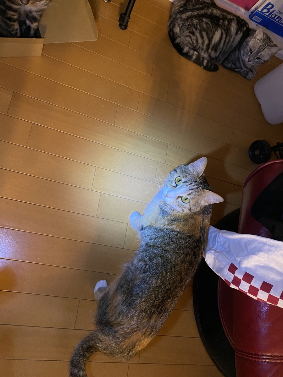 f:id:mp87:20210218000313j:plain