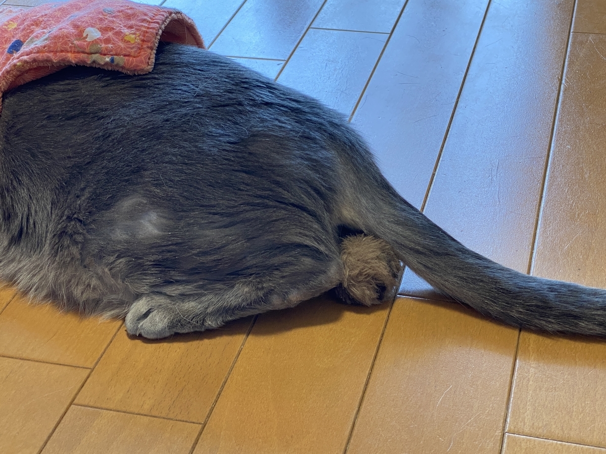 f:id:mp87:20210315233656j:plain
