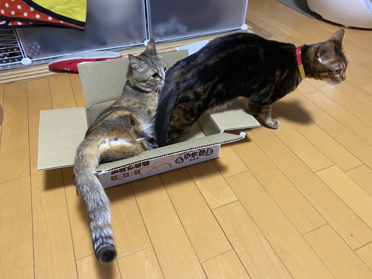 f:id:mp87:20210316000214j:plain