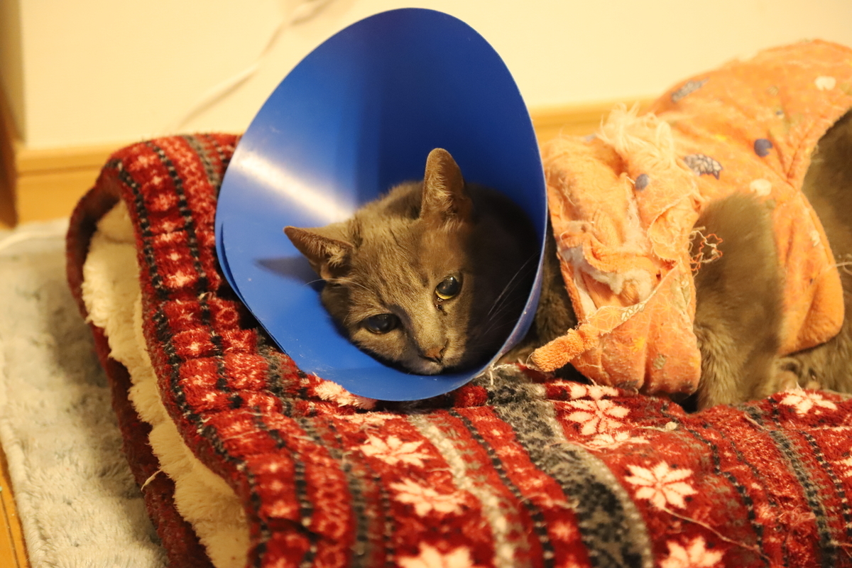 f:id:mp87:20210421232154j:plain