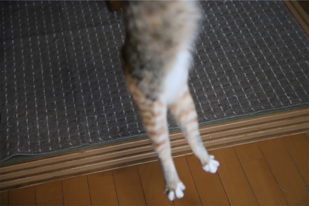 f:id:mp87:20210526230731j:image