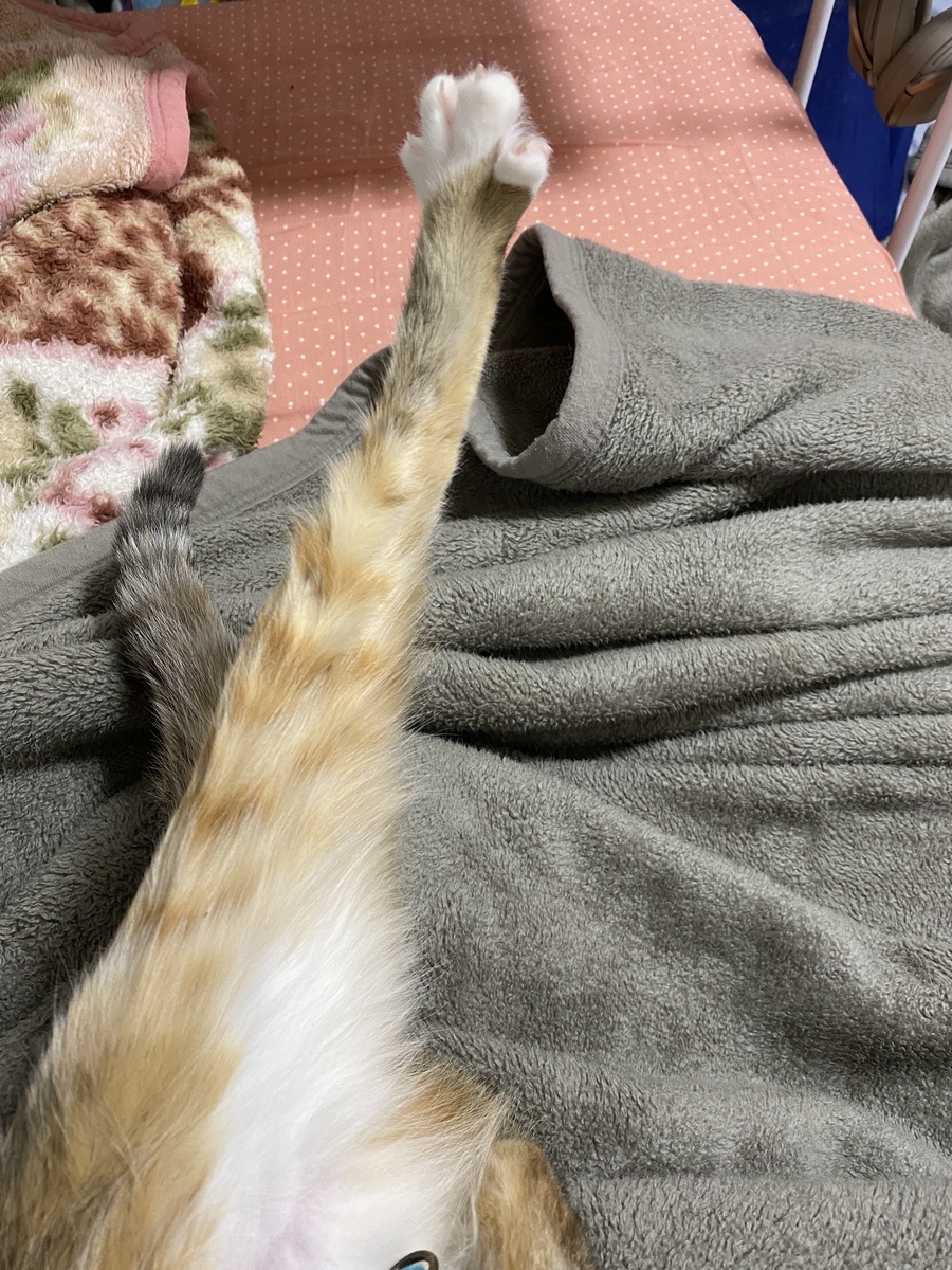 f:id:mp87:20210527233025j:plain