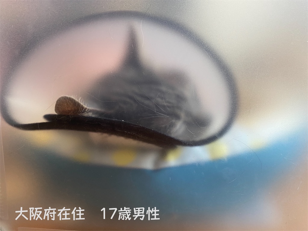 f:id:mp87:20210601000641j:image