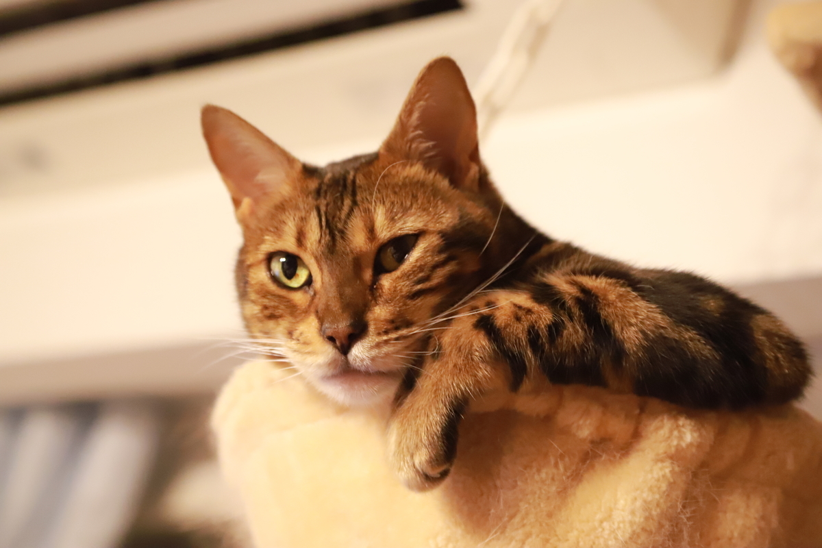 f:id:mp87:20210619230135j:plain