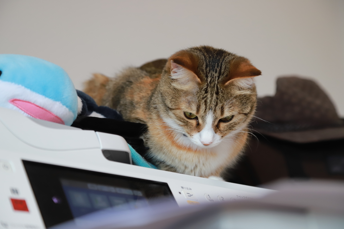 f:id:mp87:20210622230849j:plain