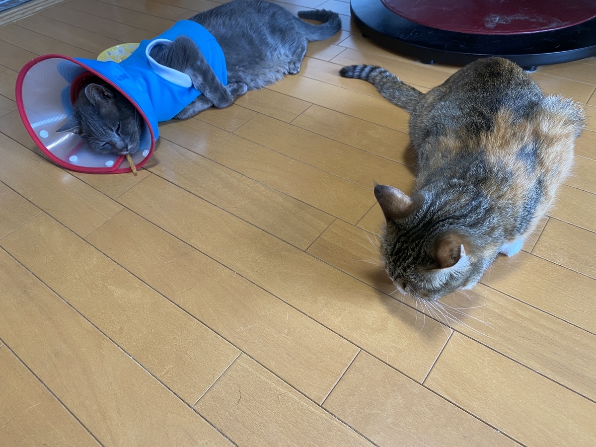 f:id:mp87:20210629224530j:plain