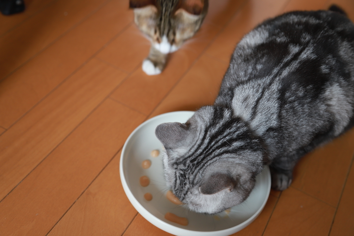 f:id:mp87:20210801180304j:plain