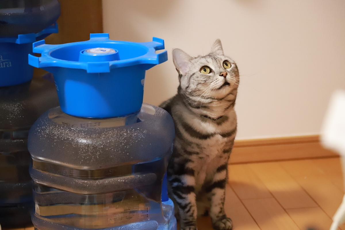 f:id:mp87:20211020210902j:plain