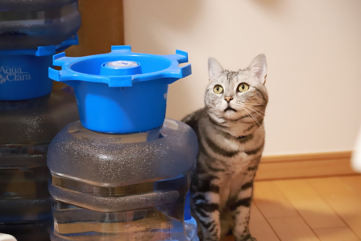 f:id:mp87:20211020211000j:plain