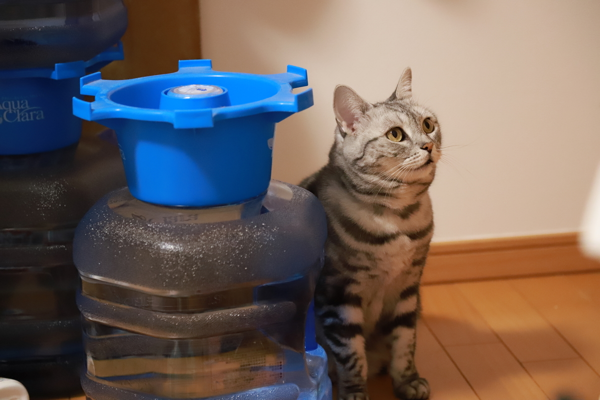 f:id:mp87:20211020211046j:plain