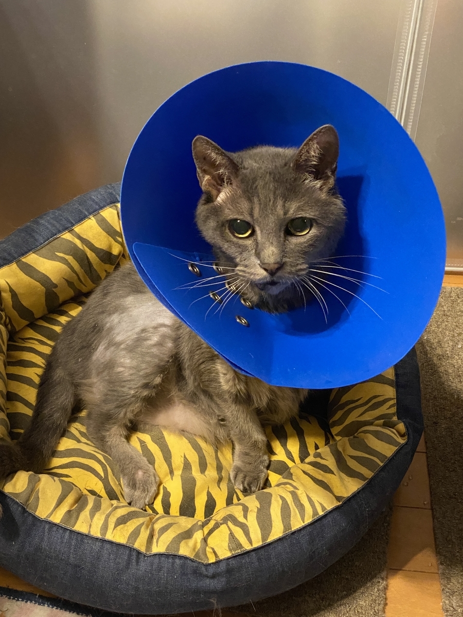 f:id:mp87:20211022225121j:plain