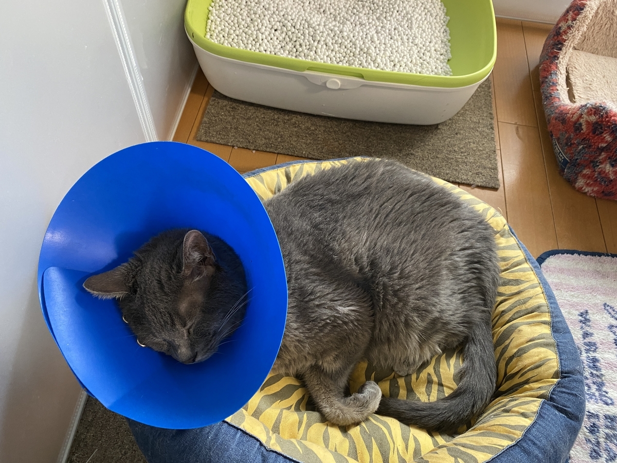 猫が癒される音楽 ネコオフィス