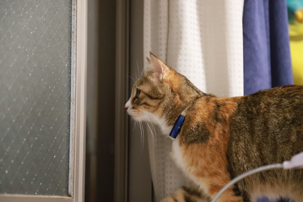 f:id:mp87:20211026214236j:plain