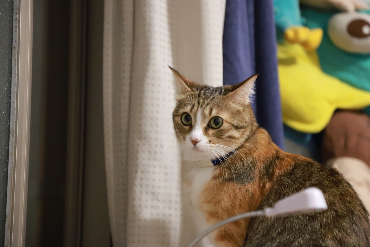 f:id:mp87:20211026214506j:plain