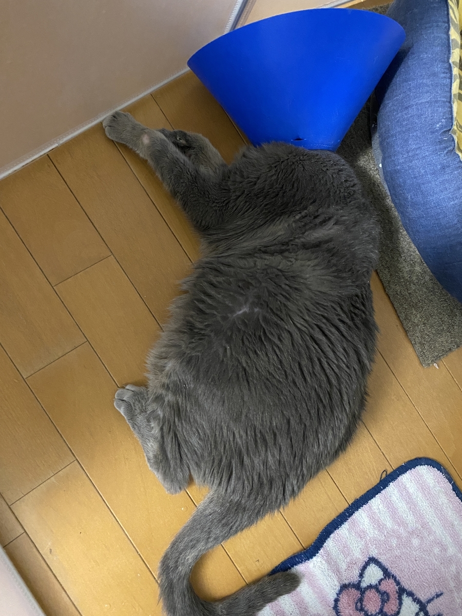 f:id:mp87:20211202213821j:plain