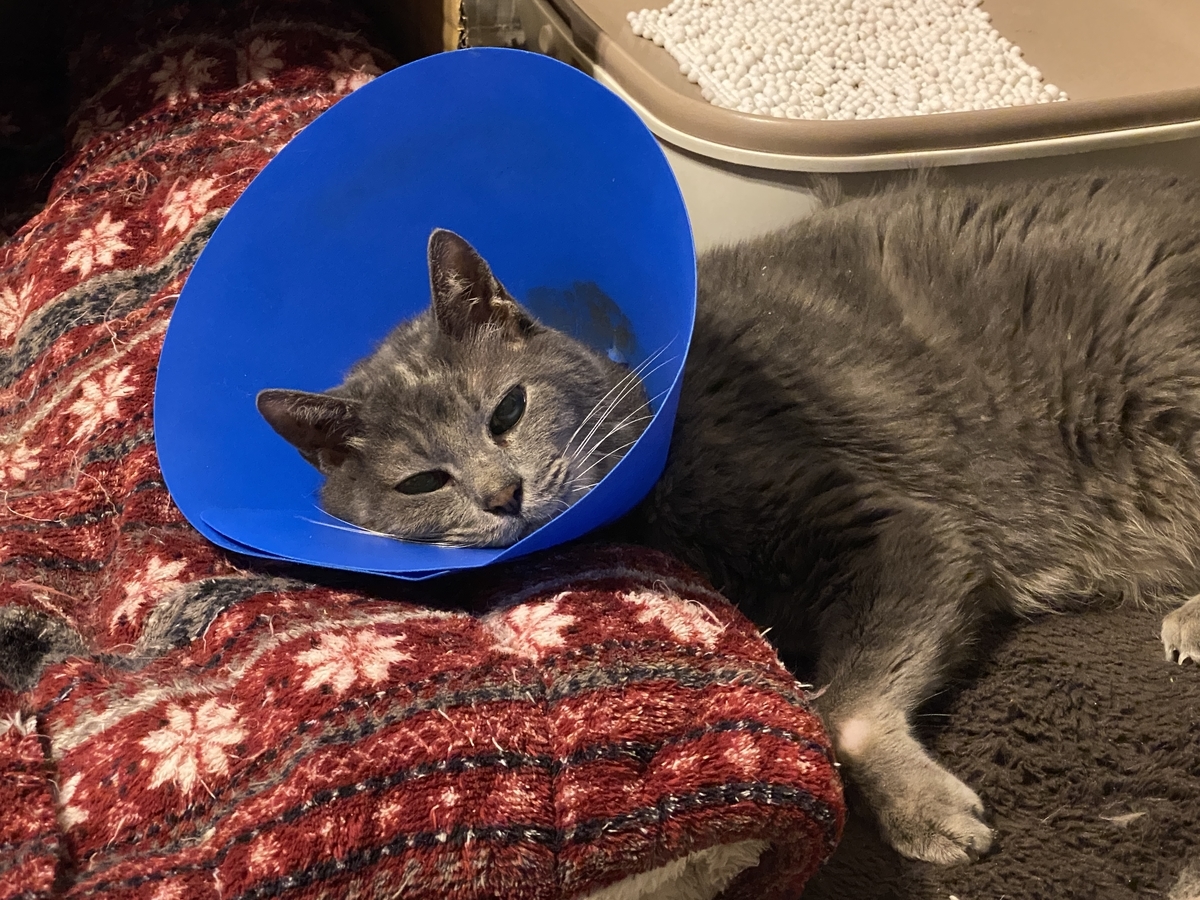 f:id:mp87:20220103000955j:plain