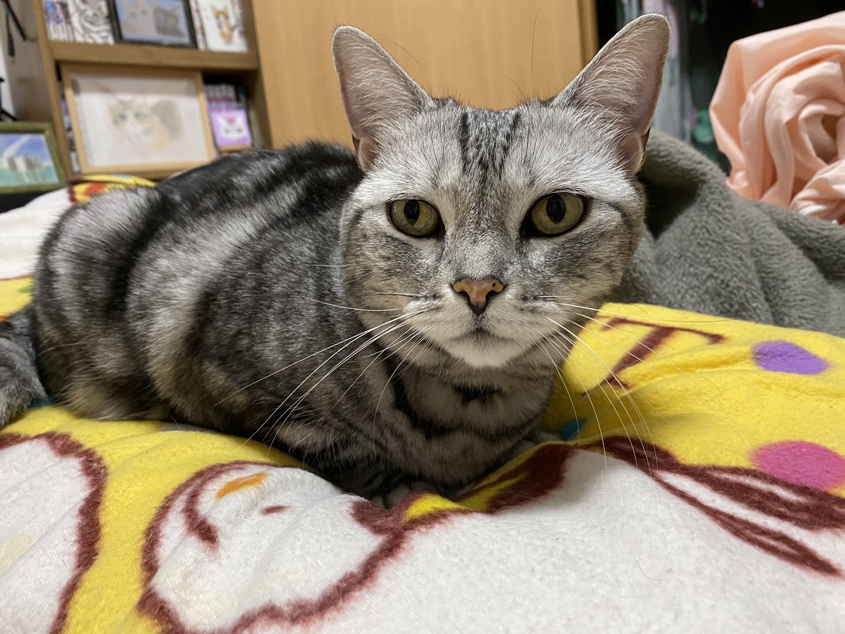 f:id:mp87:20220103231606j:plain