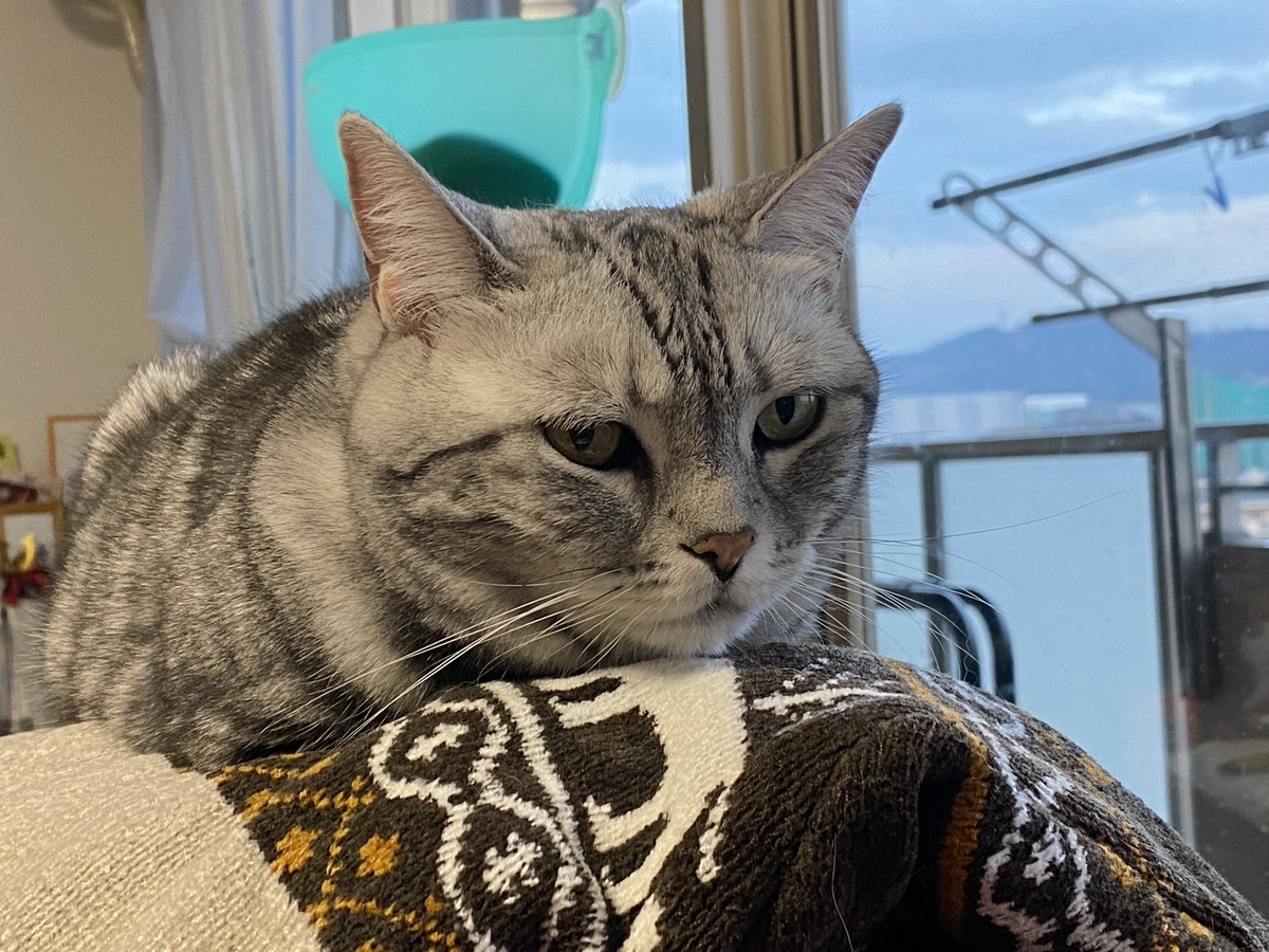 f:id:mp87:20220111221335j:plain