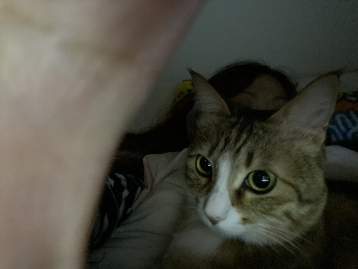 f:id:mp87:20220113204737j:plain