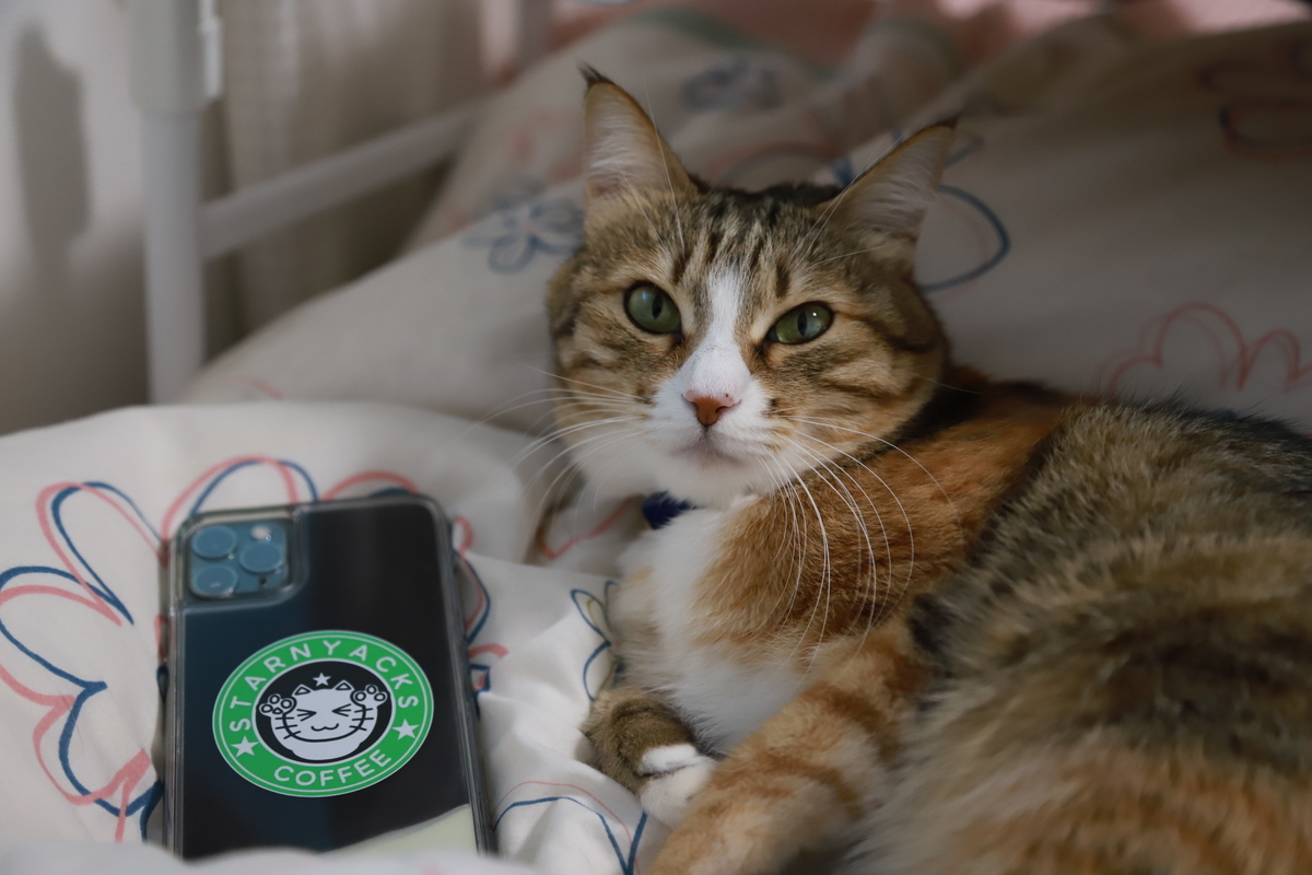 f:id:mp87:20220116203313j:plain