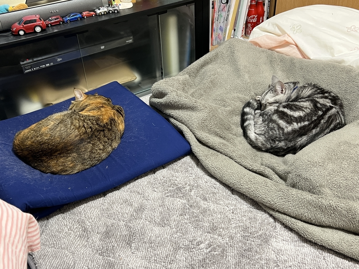 f:id:mp87:20220119205710j:plain