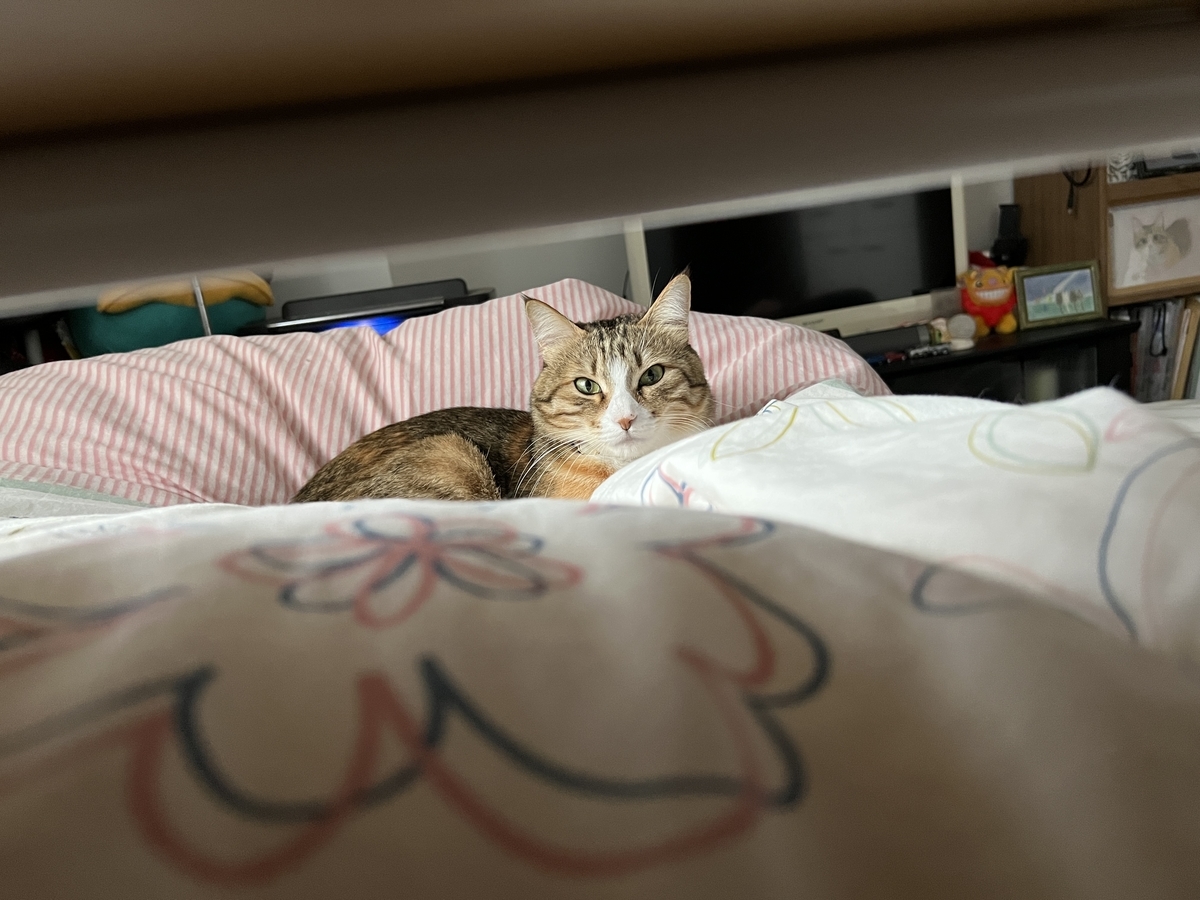 f:id:mp87:20220119210203j:plain