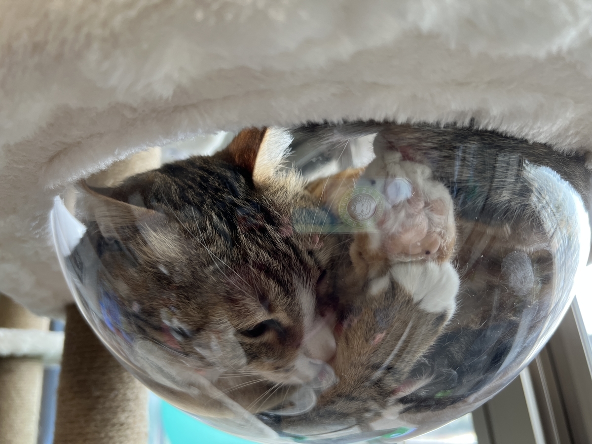 f:id:mp87:20220127193429j:plain