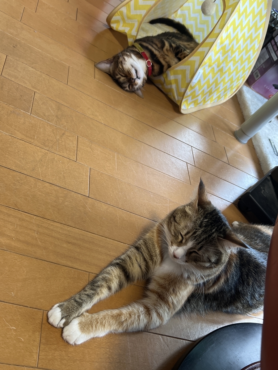 f:id:mp87:20220207204902j:plain
