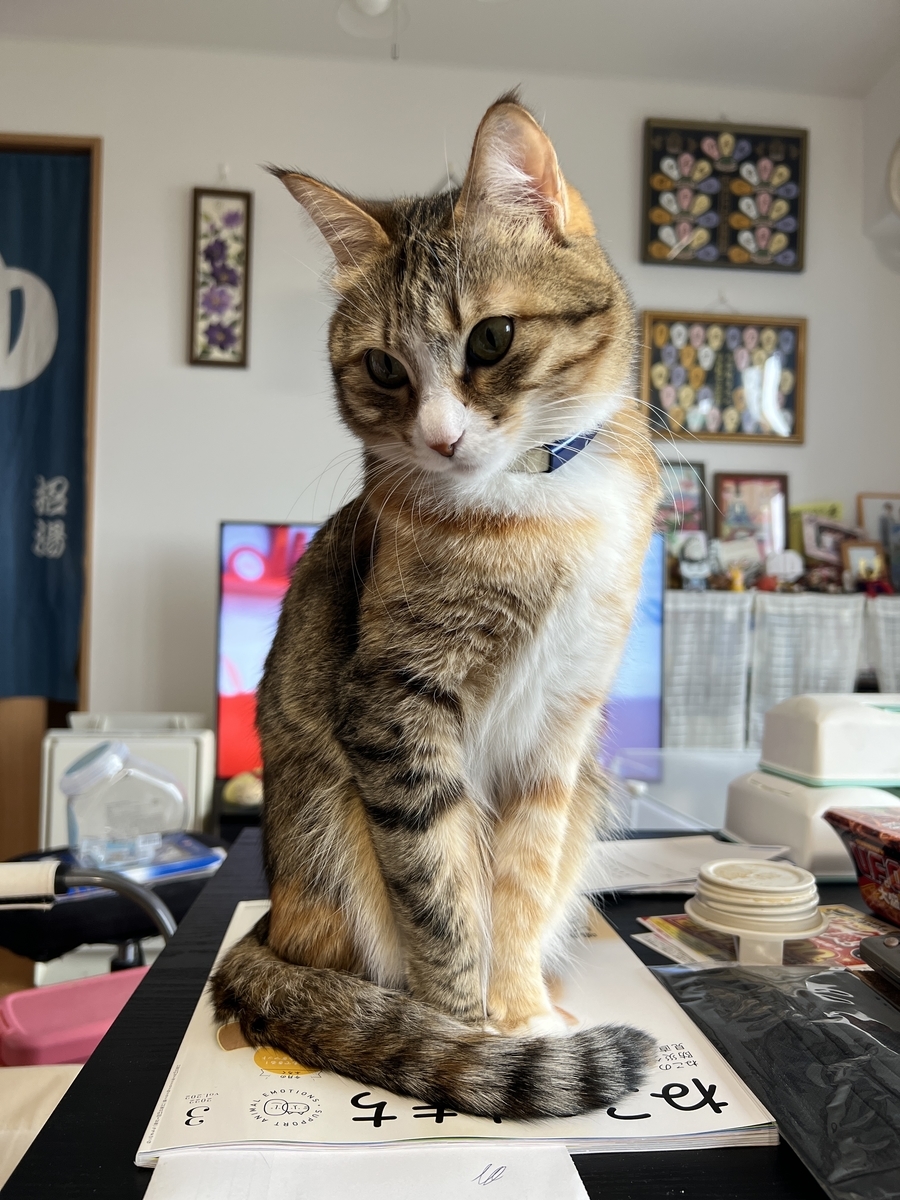 猫も人間もヨレヨレです ネコオフィス