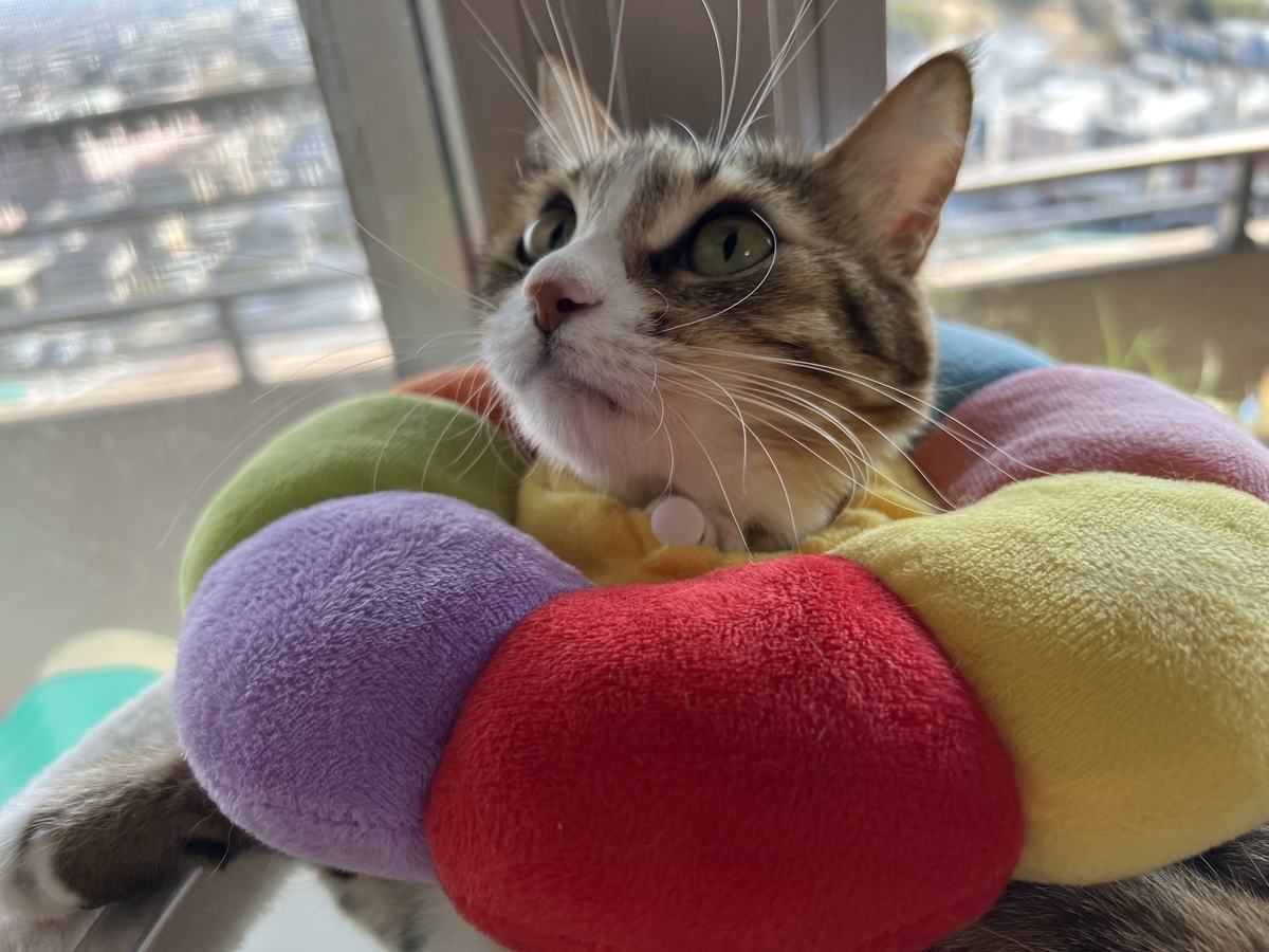 f:id:mp87:20220310204023j:plain