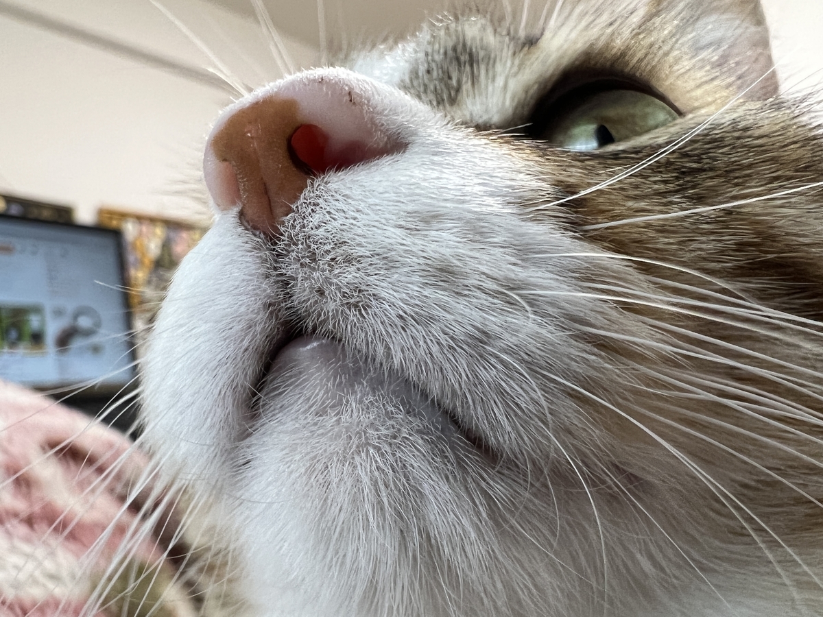 f:id:mp87:20220313211624j:plain