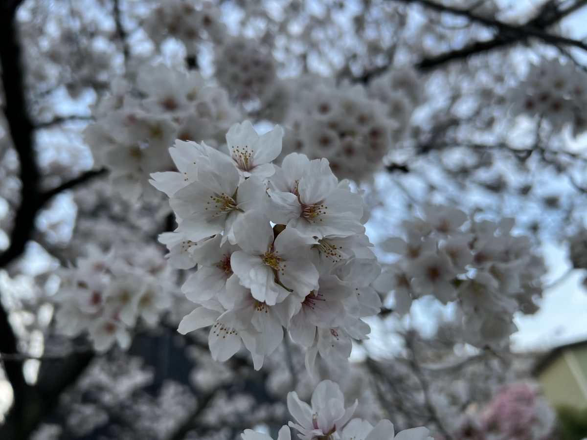 f:id:mp87:20220401235646j:plain