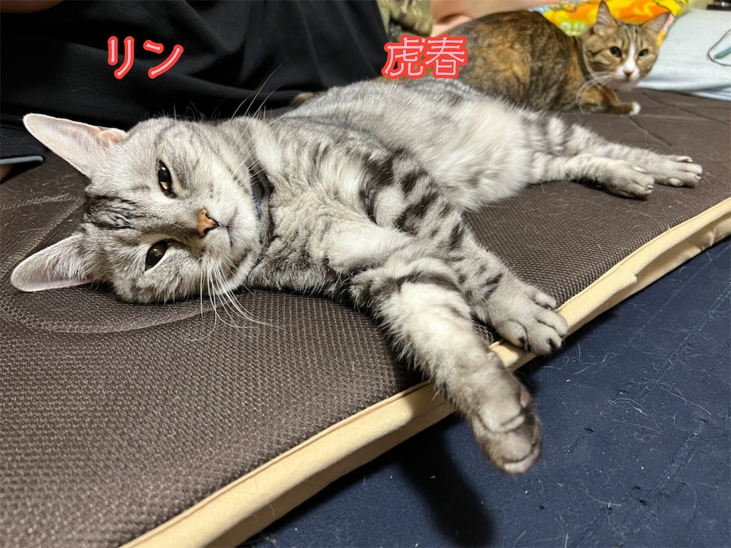 f:id:mp87:20230816001256j:image f:id:mp87:20230816001256j:image