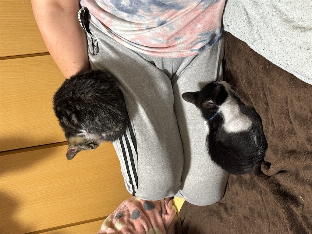 f:id:mp87:20240622223510j:image