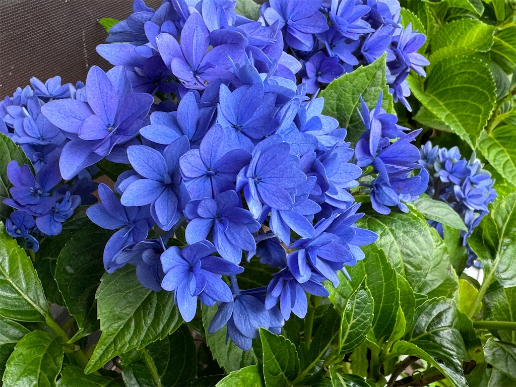 f:id:mp87:20240628223917j:image